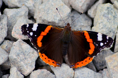 Close up of a red admiral butterfly resting on the stone driveway