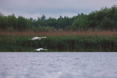 Bird flying over lake against sky