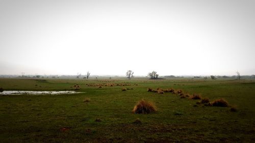 Sheep on field against sky