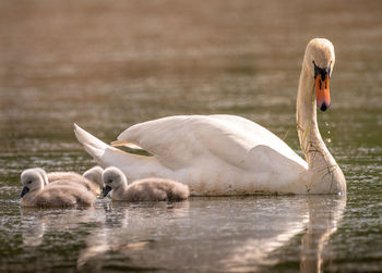 Swans swimming in lake