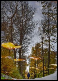 Close-up of trees against sky