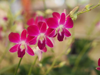 Close-up of pink flowering plant