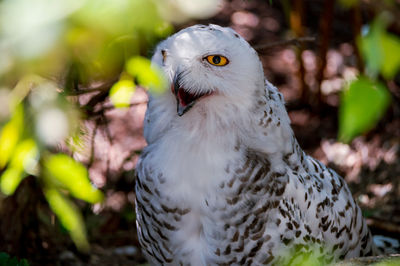 Close-up portrait of mad owl