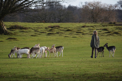 Girl and deer