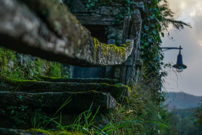 Plants growing on mountain