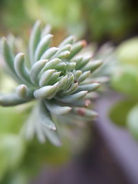 Close-up of flowering plant