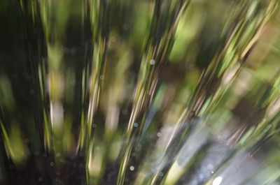 Close-up of wet plants on field