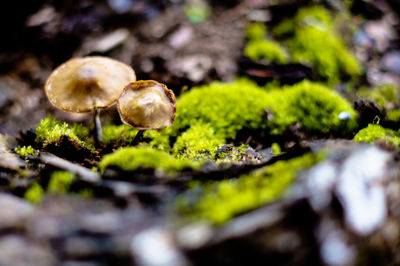 Close-up of mushrooms growing on moss