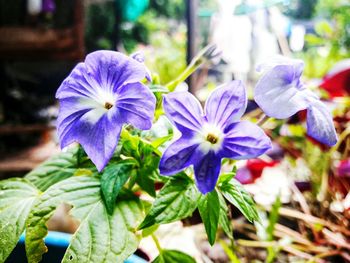 Close-up of purple flowers blooming outdoors