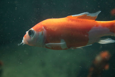 Close-up of fish swimming in water