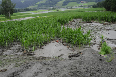 Plants growing in farm