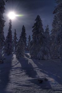 Trees on snow covered landscape against sky