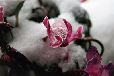 Close-up of pink rose