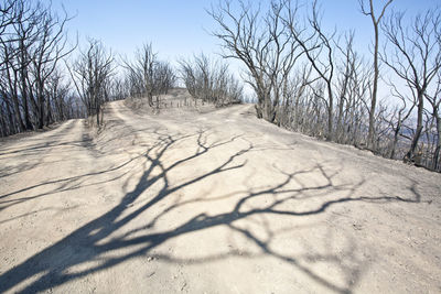 View of bare trees on snow covered land