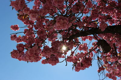 Low angle view of cherry blossom tree