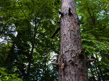 Low angle view of tree trunk