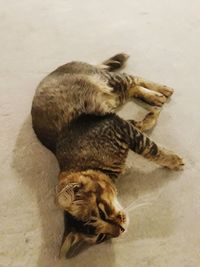 High angle view of cat relaxing on floor