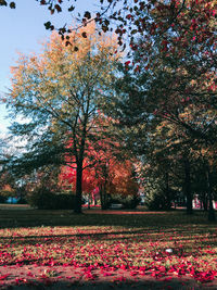 Full frame shot of trees in park