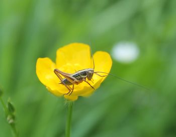 Close-up of insect pollinating on yellow flower