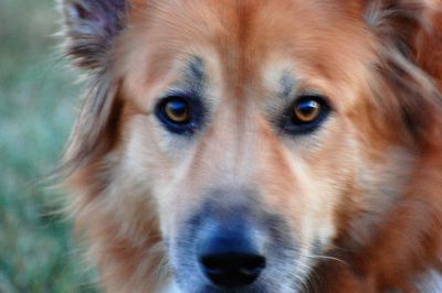 Close-up portrait of dog