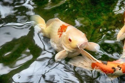 Fish swimming in lake