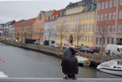 Close-up of bird perching on railing against buildings in city