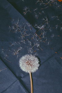 Close-up of white dandelion