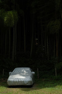 View of trees in forest at night