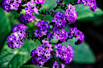 Close-up of purple flowering plants in park