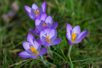 Close-up of purple crocus blooming outdoors