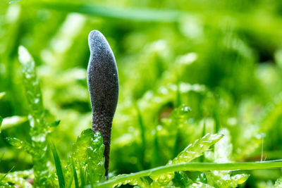Close-up of green leaves