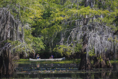 Scenic view of lake in forest