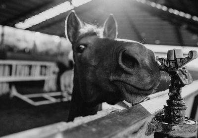 Close-up portrait of a horse