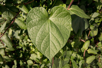 Close-up of leaves