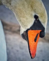 Close-up of bird