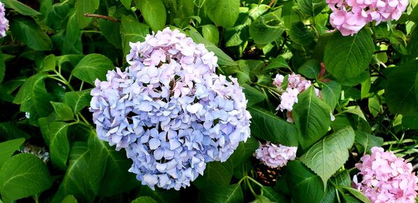 Close-up of purple hydrangea flowers in park