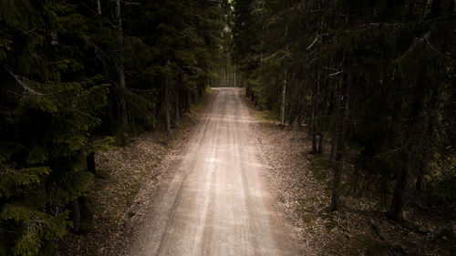 Empty road amidst trees in forest