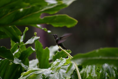 Close-up of bird perching on plant