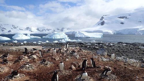 Penguins at lakeshore against snowcapped mountains