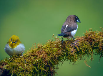 Bird perching on a plant