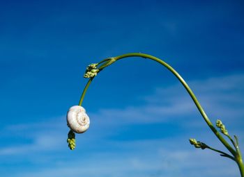 Low angle view of a plant against blue sky