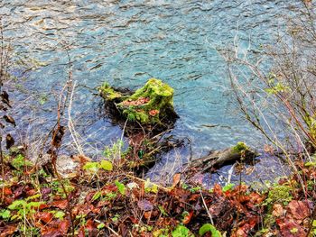 High angle view of plants in lake