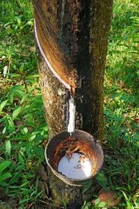 Close-up of a tree