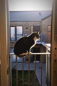 View of a dog looking through window