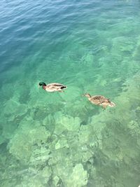 Ducks on the sea
