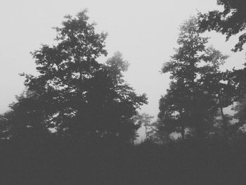 Low angle view of trees