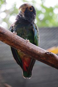 Close-up of parrot perching on branch