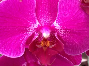 Macro shot of pink flower