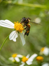 Close-up of bee pollinating on flower
