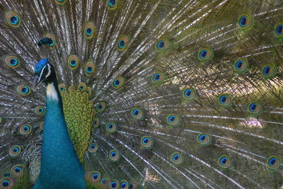 Close-up of peacock feathers